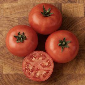 Bush Champion II, (F1) Tomato Seeds